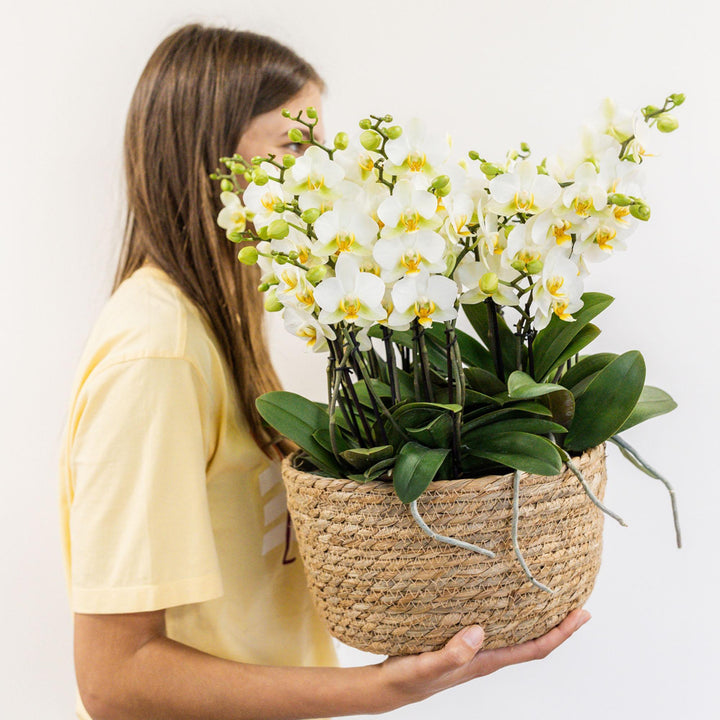 Kolibri Orchids | weißes Pflanzenset im Schilfkorb inkl. Wassertank | drei weiße Orchideen Lausanne 9cm und drei Grünpflanzen Rhipsalis | Dschungelstrauß weiß mit autarkem Wassertank-Plant-Botanicly