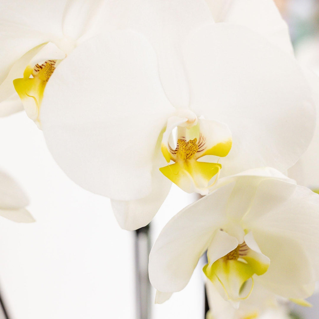 Kolibri Orchids | weißes Pflanzenset im Schilfkorb inkl. Wassertank | drei weiße Orchideen und drei Grünpflanzen Rhipsalis | Feldstrauß weiß mit autarkem Wassertank-Plant-Botanicly