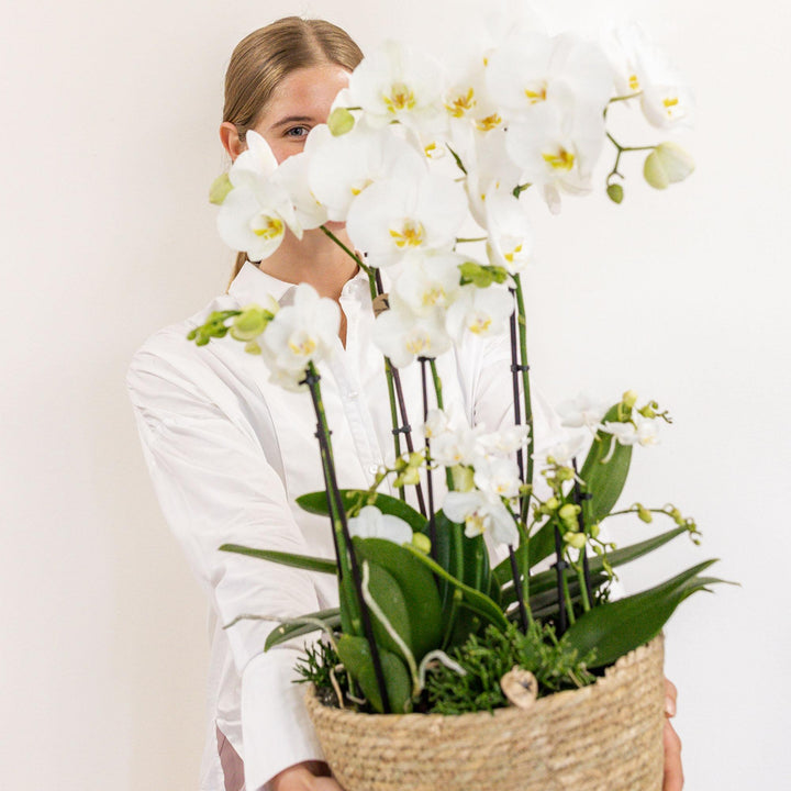 Kolibri Orchids | weißes Pflanzenset im Schilfkorb inkl. Wassertank | drei weiße Orchideen und drei Grünpflanzen Rhipsalis | Feldstrauß weiß mit autarkem Wassertank-Plant-Botanicly