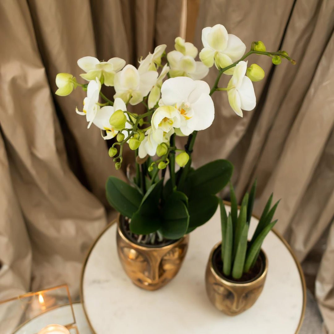Kolibri Orchids | white Phalaenopsis orchid - Amabilis + Face-2-face decorative pot gold - pot size Ø9cm - 40cm high | flowering houseplant in flowerpot - fresh from grower-Plant-Botanicly