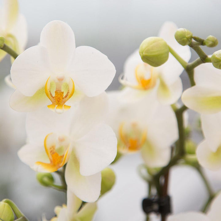 Komplettes Pflanzenset All White | Green Pflanzenset mit weißer Phalaenopsis Orchidee und inkl. Keramiktöpfe und Zubehör-Plant-Botanicly