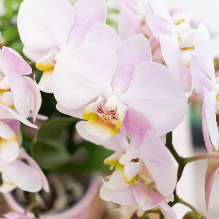 Komplettes Pflanzenset Goldfuß rosa | Grünes Pflanzenset mit rosa Phalaenopsis Orchidee und inkl. Keramik-Ziertöpfen und Zubehör-Plant-Botanicly