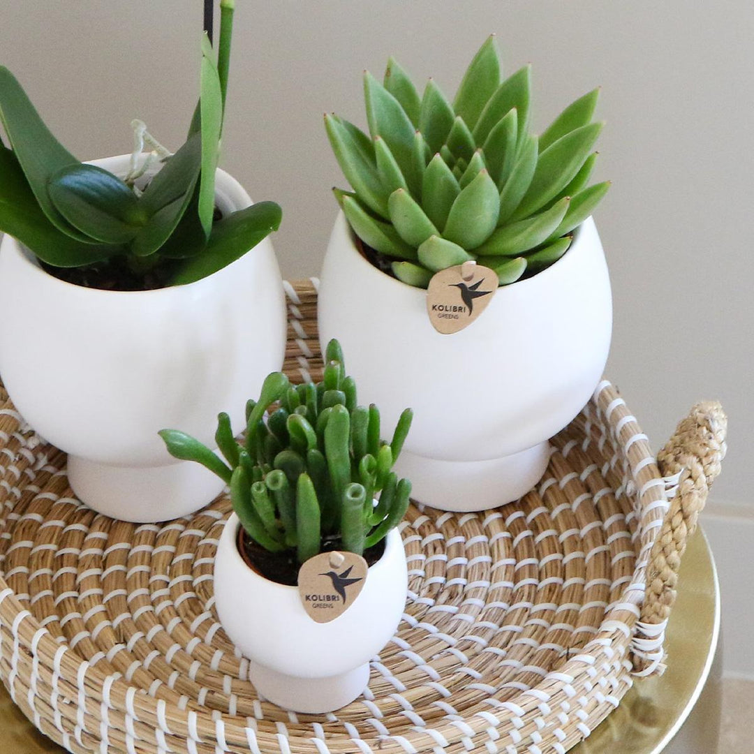 Komplettes Pflanzenset Scandic weiß | Grünes Pflanzenset mit weißer Phalaenopsis Orchidee und Sukkulenten inkl. Keramik-Ziertöpfe-Plant-Botanicly