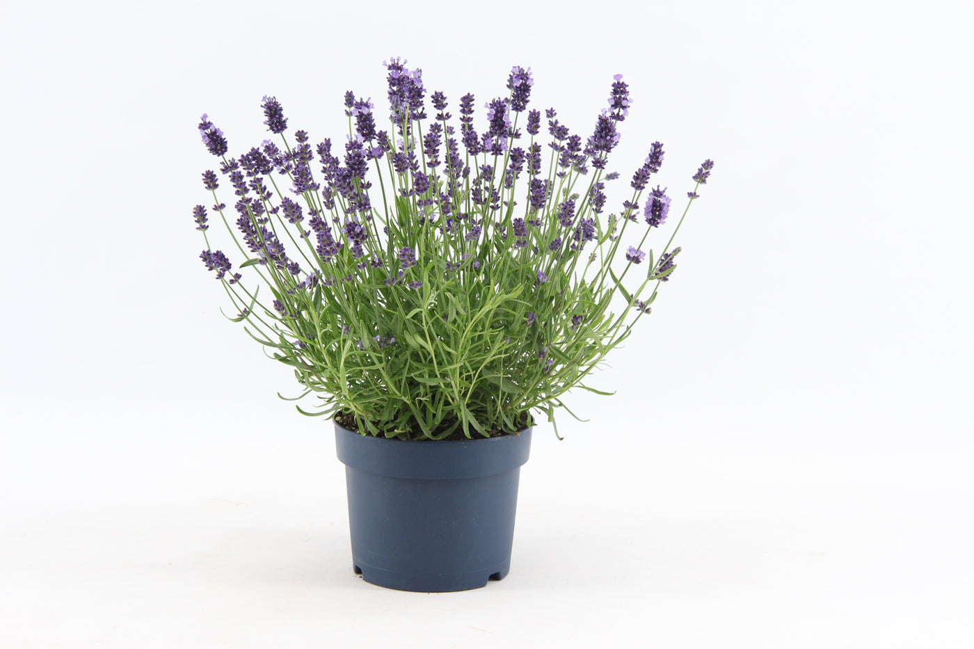 Leon der Echter Lavendel-Botanicly