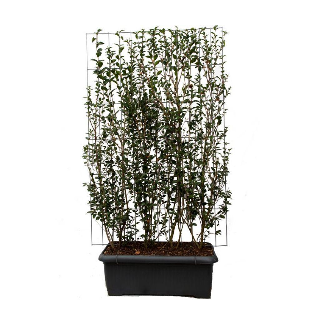 Ligustrum ovalifolium - ↨180cm - 1 stuks-Plant-Botanicly