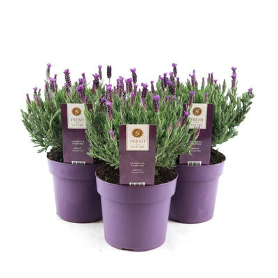 Lillo der Echter Lavendel-Botanicly