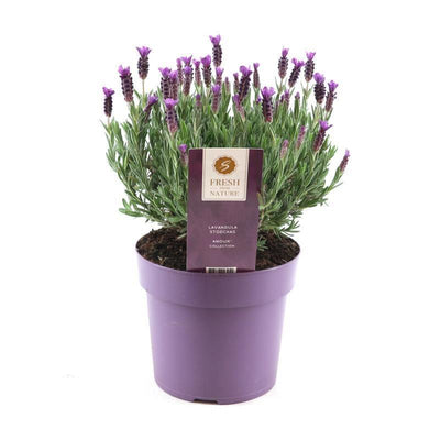 Lillo der Echter Lavendel-Botanicly