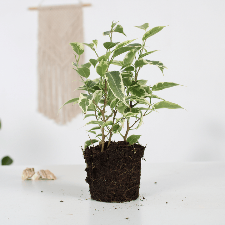 Little Rebel Jr. (Ficus benjamina Regidan) - Nachhaltige Zimmerpflanzen kaufen Botanicly Foto 2