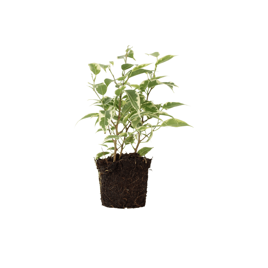Little Rebel Jr. (Ficus benjamina Regidan) - Nachhaltige Zimmerpflanzen kaufen Botanicly Foto 1