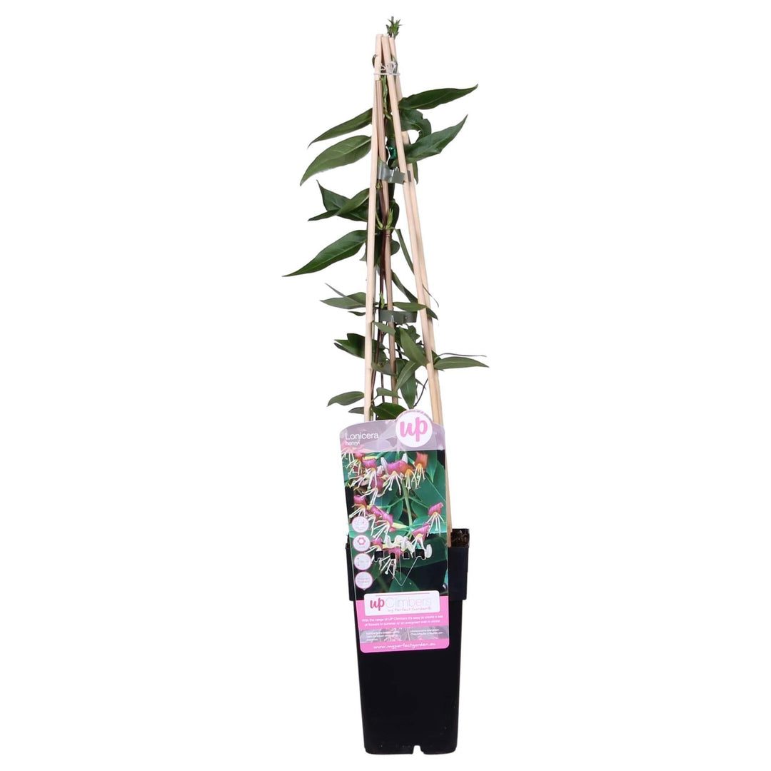 Lonicera henryi - ↨65cm - Ø15-Plant-Botanicly