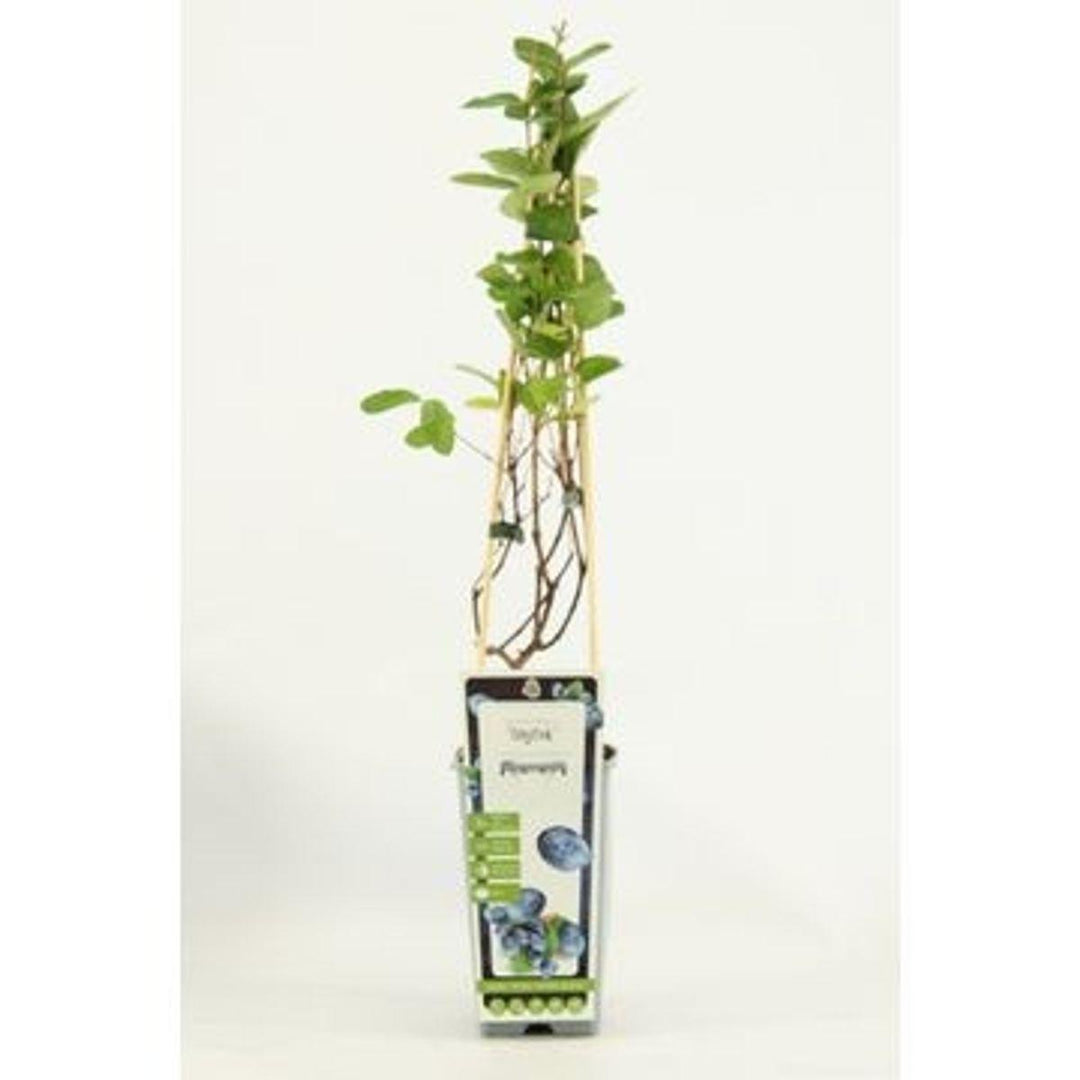 Lonicera kamtschatica Duet - ↨45cm - Ø13-Plant-Botanicly