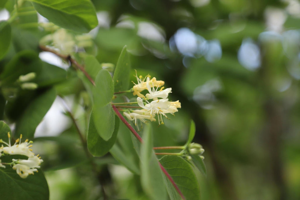 Lonicera xylosteum - ↨180cm - 1 stuks-Plant-Botanicly