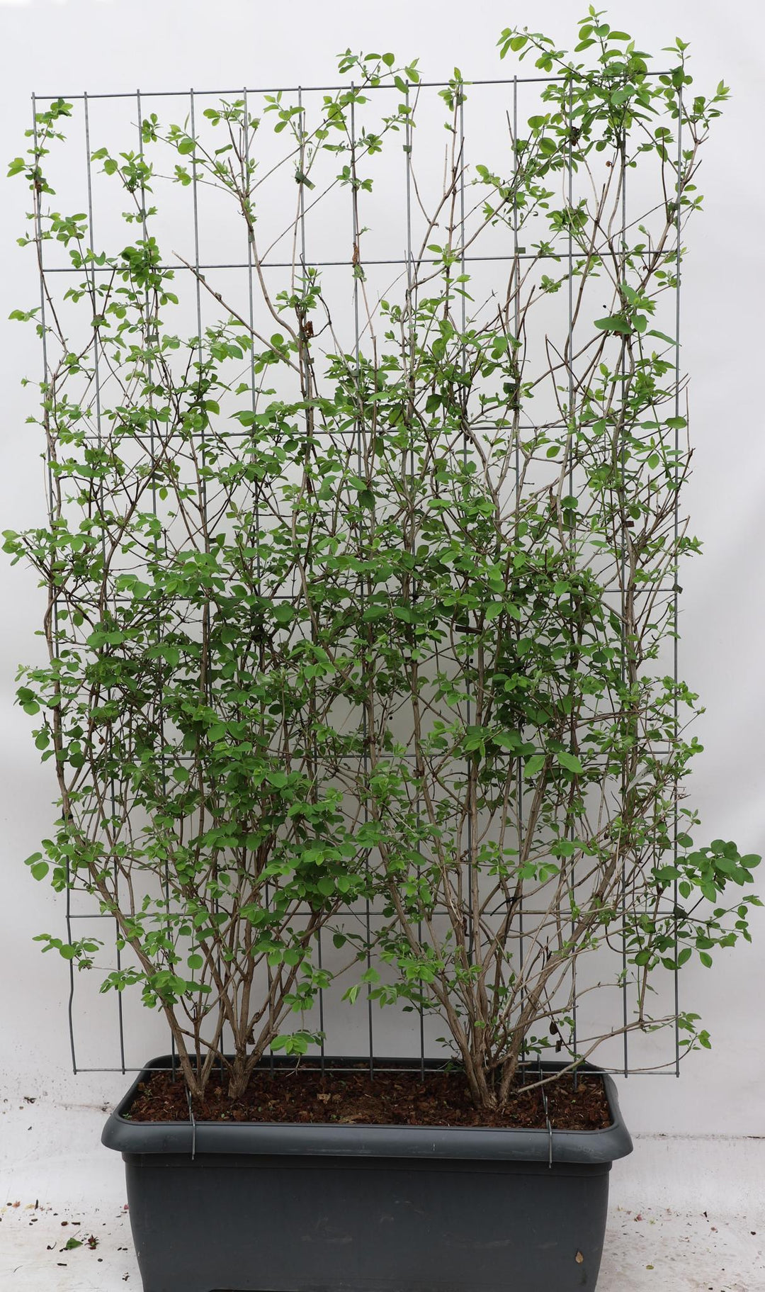 Lonicera xylosteum - ↨180cm - 1 stuks-Plant-Botanicly