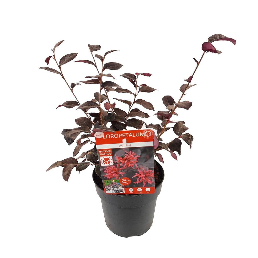 Loropetalum chin. 'Ever Red'® - ↨10cm - Ø13cm-Plant-Botanicly