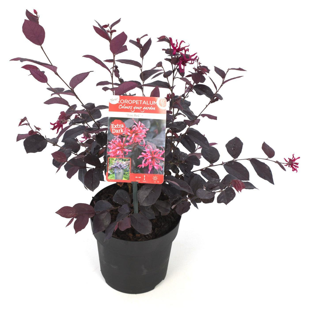 Loropetalum chin. 'Ever Red'® - ↨20cm - Ø15cm-Plant-Botanicly