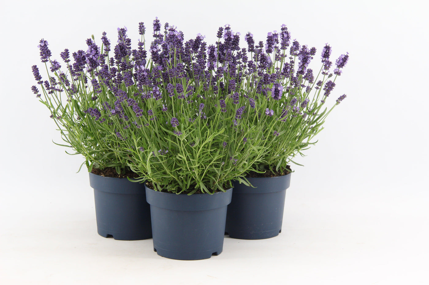 Lucjano der Echter Lavendel-Botanicly