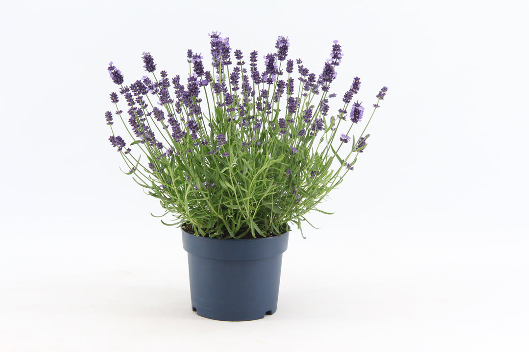 Lucjano der Echter Lavendel-Botanicly