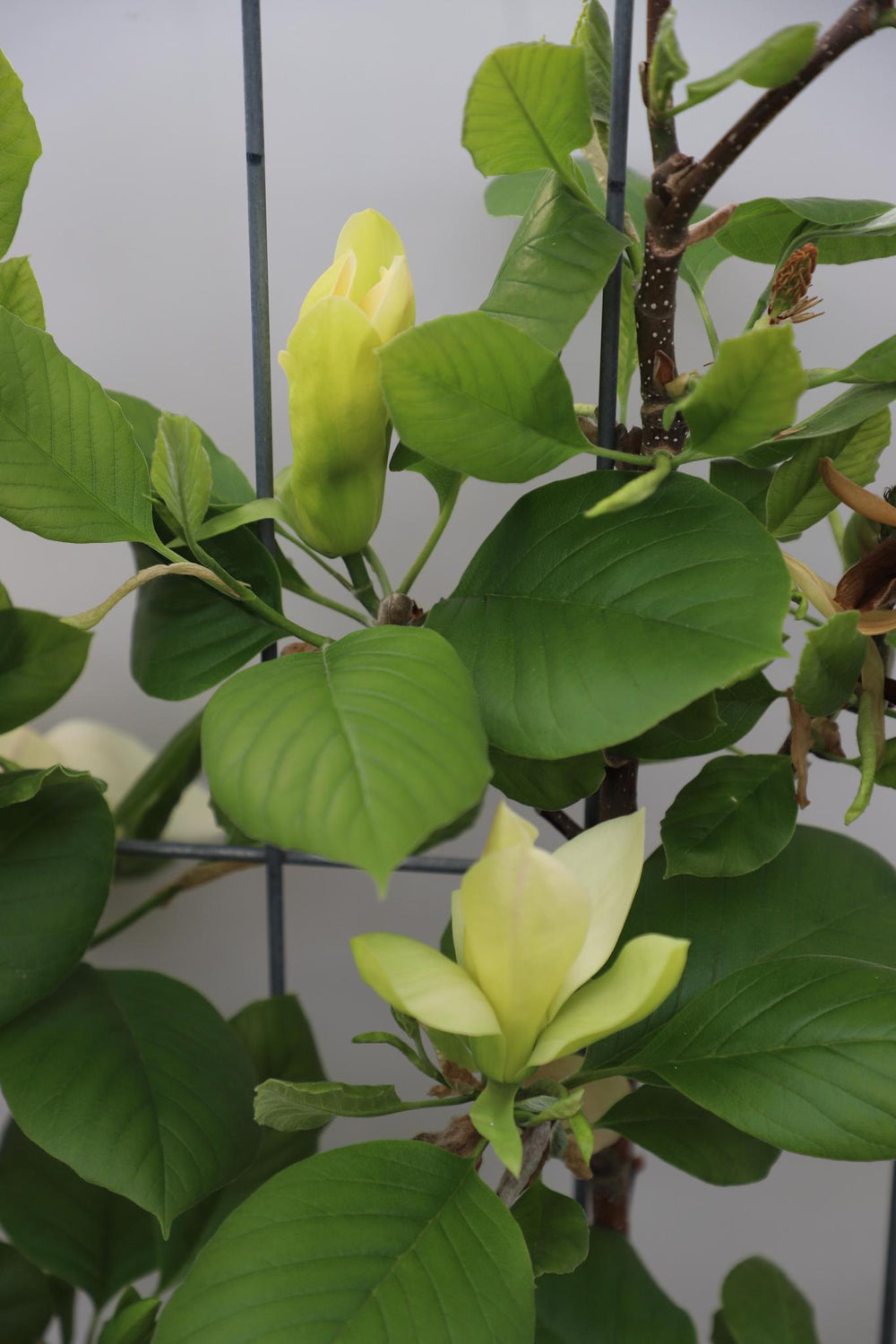 Magnolia 'Solar Flair' - ↨180cm - 1 stuks-Plant-Botanicly