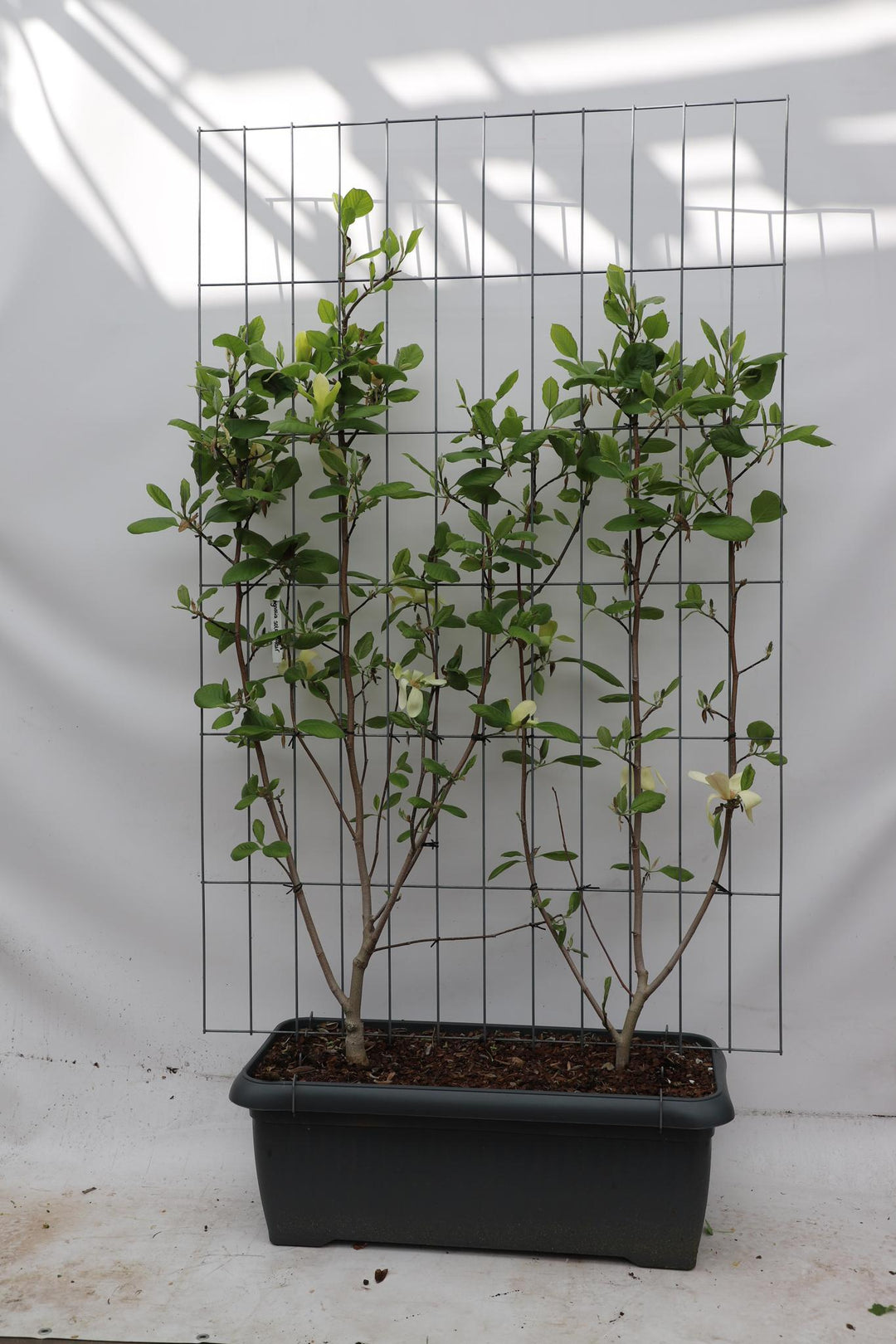 Magnolia 'Solar Flair' - ↨180cm - 1 stuks-Plant-Botanicly