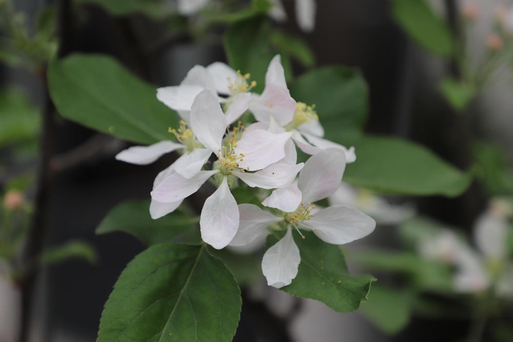 Malus domestica 'Duo-appel' - ↨180cm - 1 stuks-Plant-Botanicly