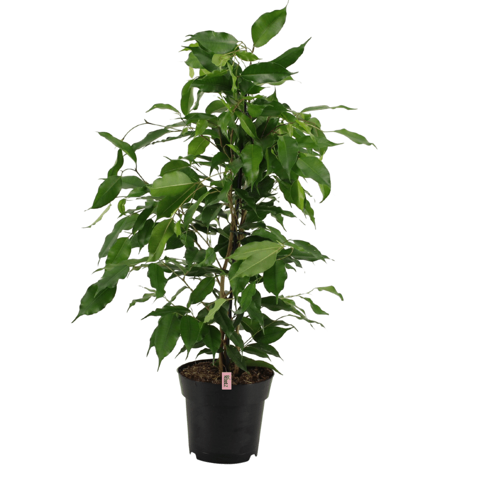 Messy Rebel (Ficus benjamina Danita) - Nachhaltige Zimmerpflanzen kaufen Botanicly Foto 1