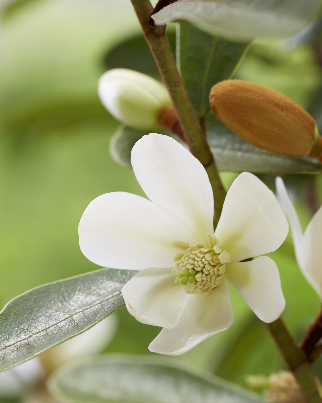 Michelia 'Vanilla Pearls'® - ↨20cm - Ø13cm-Plant-Botanicly