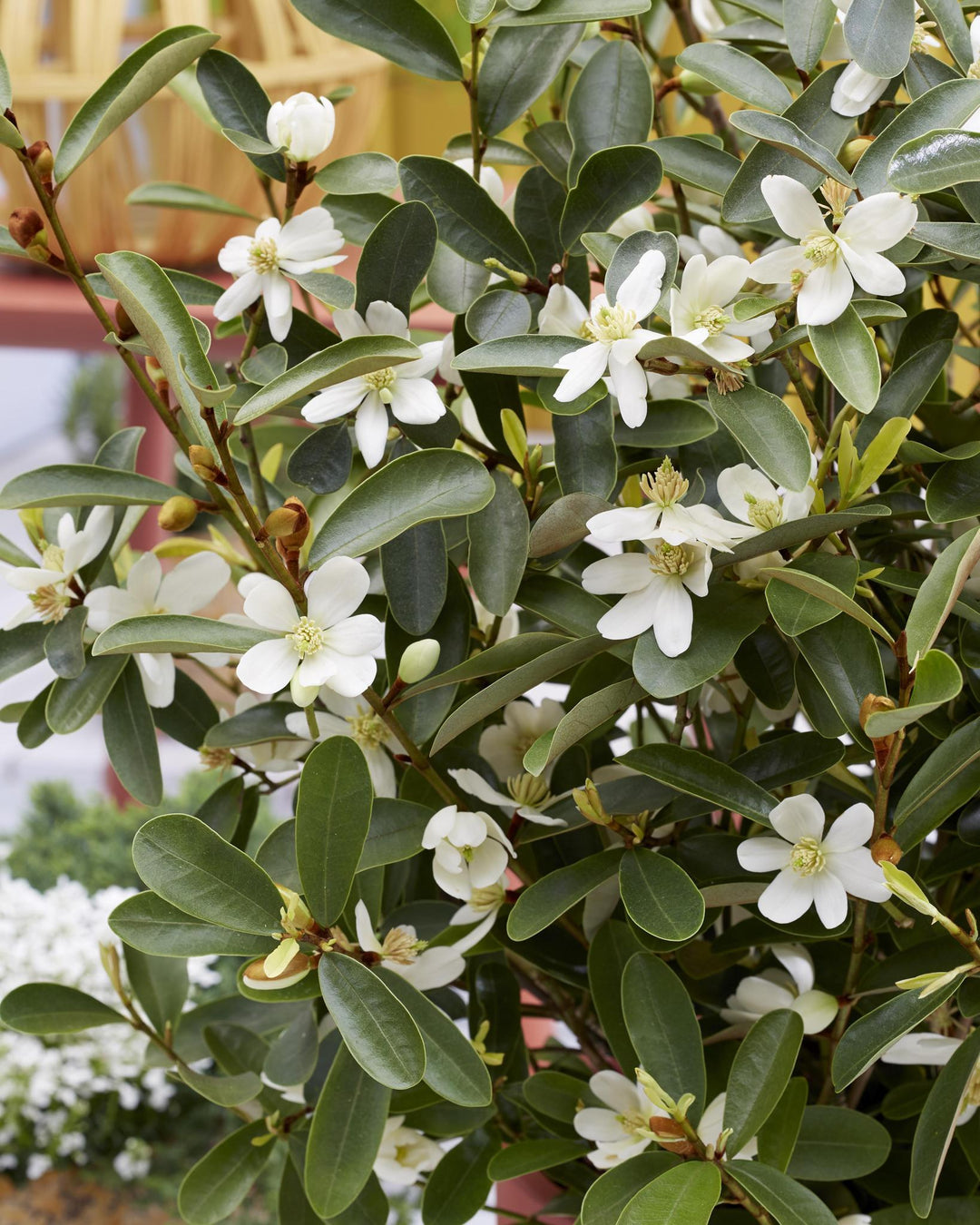 Michelia 'Vanilla Pearls'® - ↨20cm - Ø13cm-Plant-Botanicly