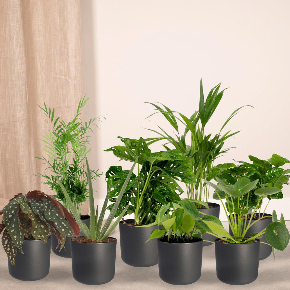 Mini-Büropflanzenkasten - 8 Zimmerpflanzen - Verschiedene Höhen - Ø12-Plant-Botanicly
