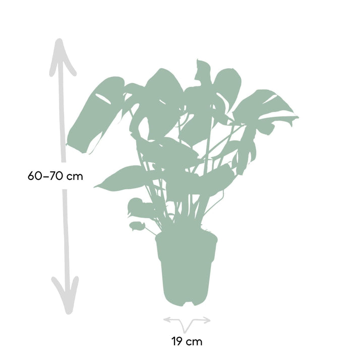 Monstera Deliciosa - Lochpflanze - 60cm - Ø19-Plant-Botanicly