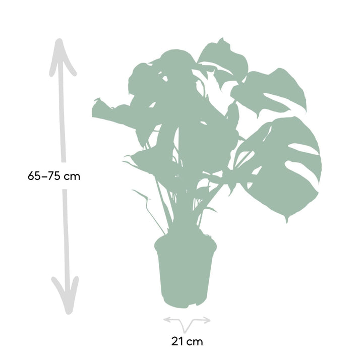 Monstera Deliciosa - Lochpflanze - 65cm - Ø21-Plant-Botanicly