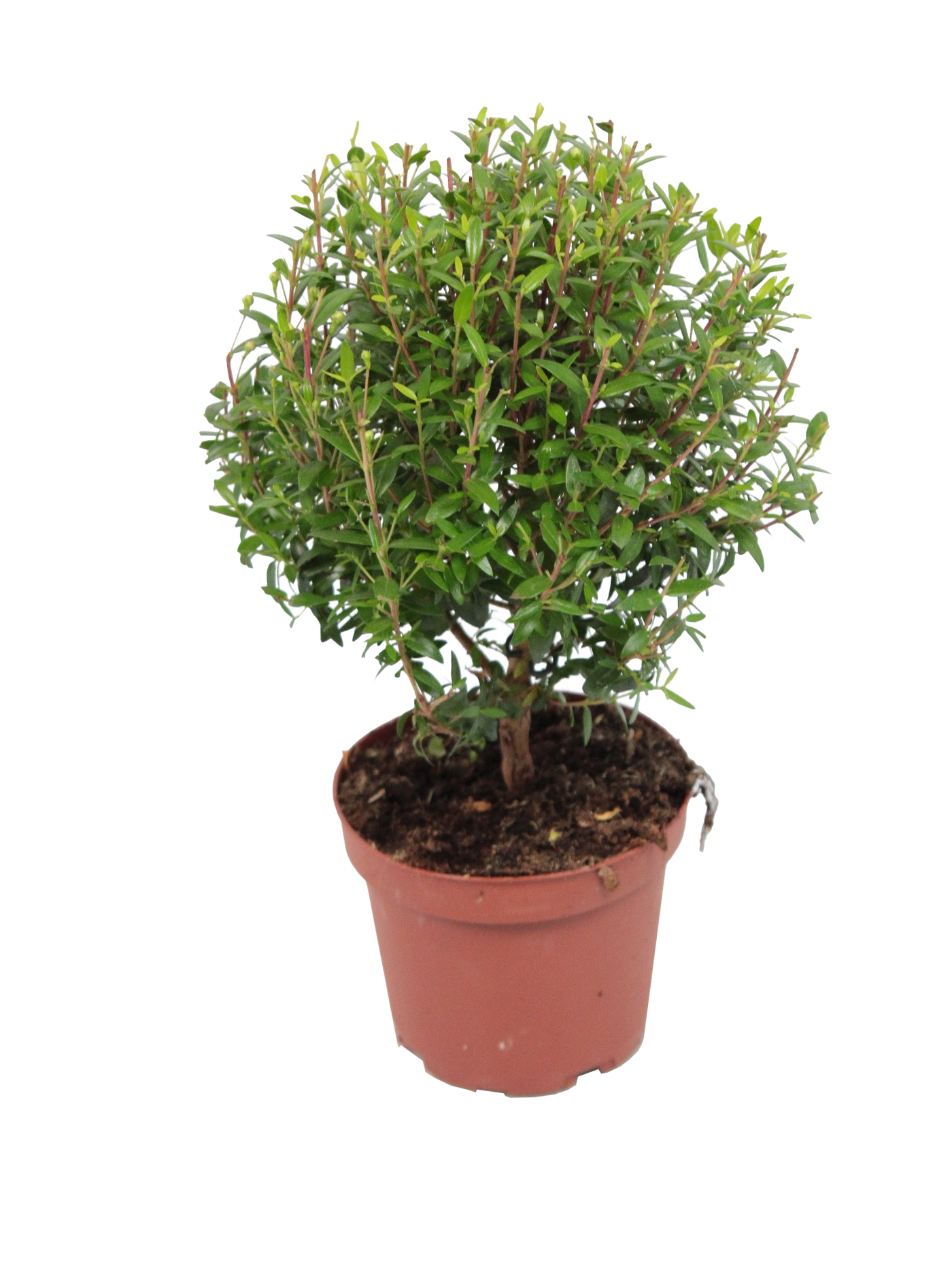 Myrthe (Myrtus communis) - Nachhaltige Zimmerpflanzen kaufen Botanicly Foto 1