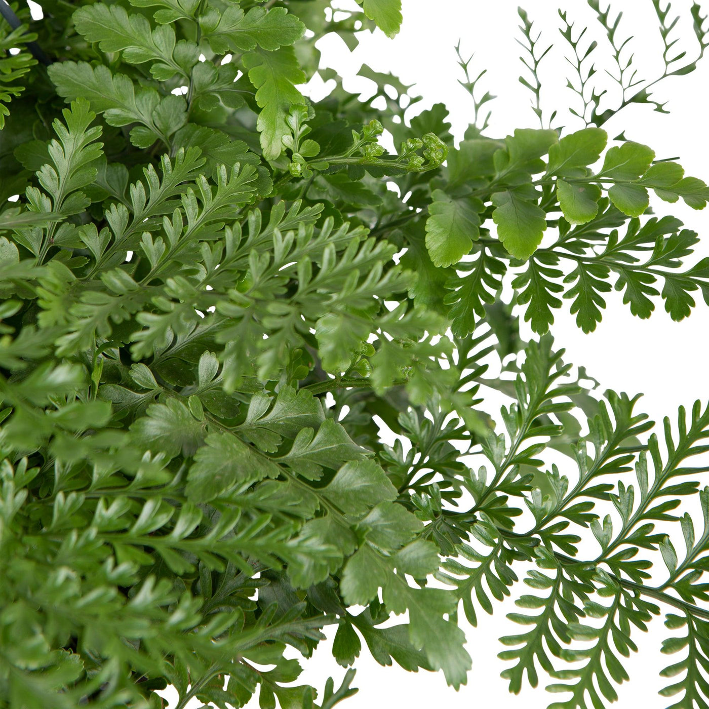Nestfarn (Asplenium Parvati) - Nachhaltige Zimmerpflanzen kaufen Botanicly Foto 3
