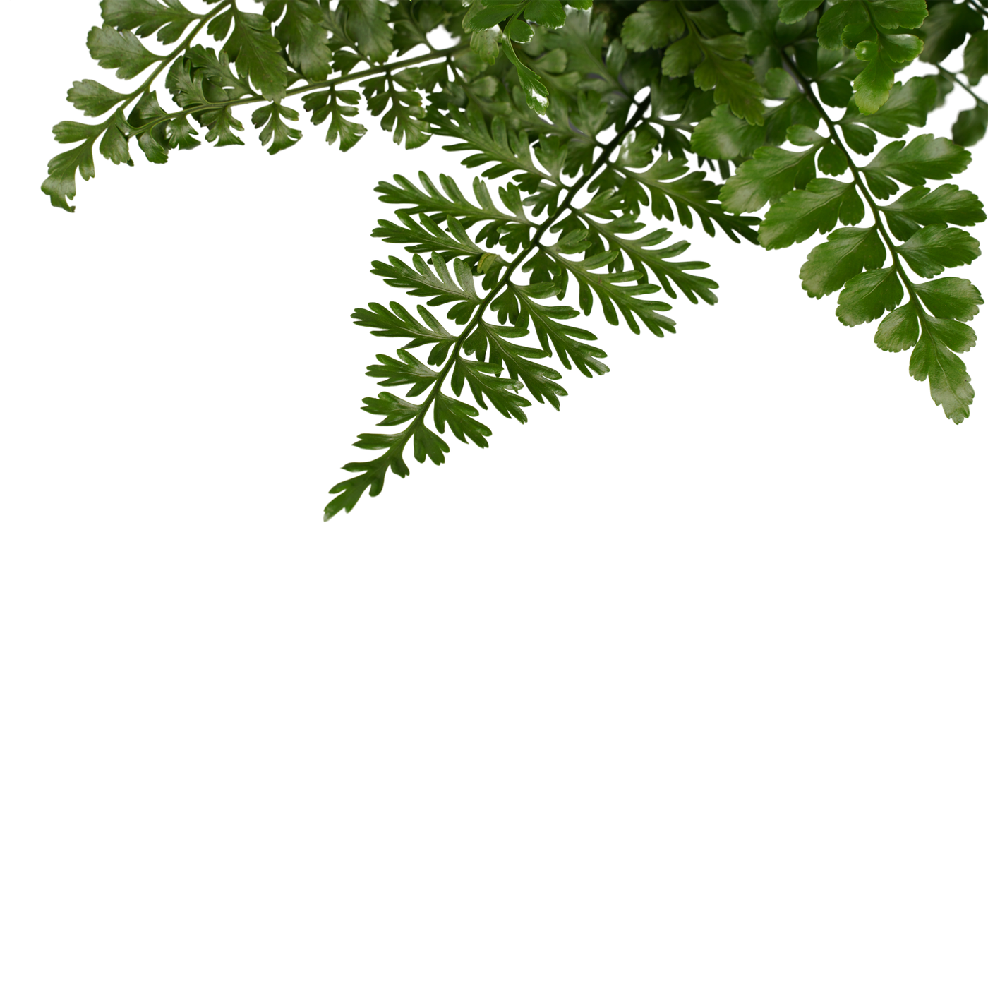 Nestfarn (Asplenium Parvati) - Nachhaltige Zimmerpflanzen kaufen Botanicly Foto 5