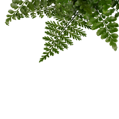 Nestfarn (Asplenium Parvati) - Nachhaltige Zimmerpflanzen kaufen Botanicly Foto 5