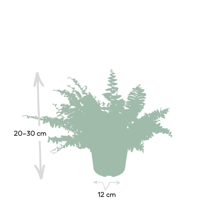 Nephrolepis-Kräuselfarn - 30 cm - ø12-Plant-Botanicly