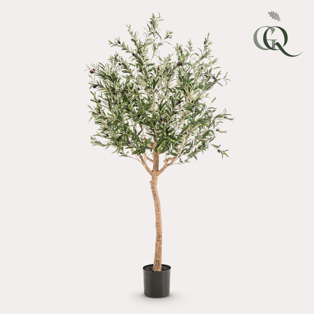 Olea Europaea - Olivenbaum - 180 cm - kunstpflanze-Plant-Botanicly