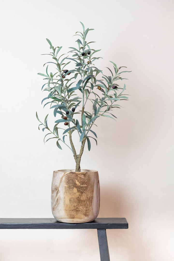 Olea Europaea - Olivenbaum- 90 cm - kunstpflanze-Plant-Botanicly
