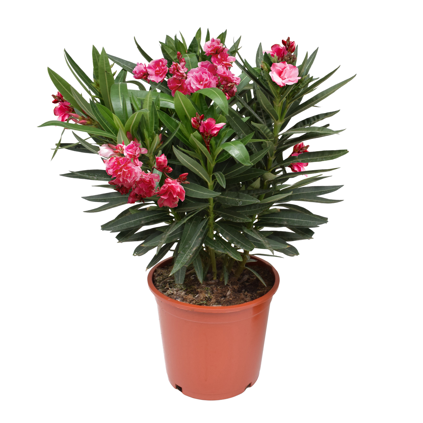 Oleander (Nerium oleander) - Nachhaltige Zimmerpflanzen kaufen Botanicly Foto 1
