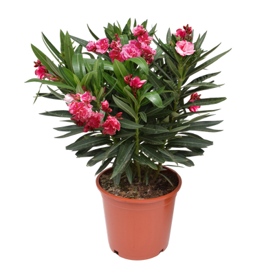 Oleander (Nerium oleander) - Nachhaltige Zimmerpflanzen kaufen Botanicly Foto 1