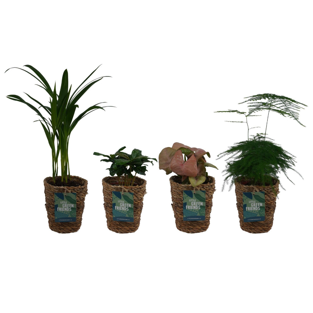 OUR FRIENDS | 4er Pflanzenpaket - Asparagus Plumosus, Areca Lutecens, , Pilea SilverTree - 30 cm hoch - Kleine Kamerapflanze + Seegraskorb-Plant-Botanicly