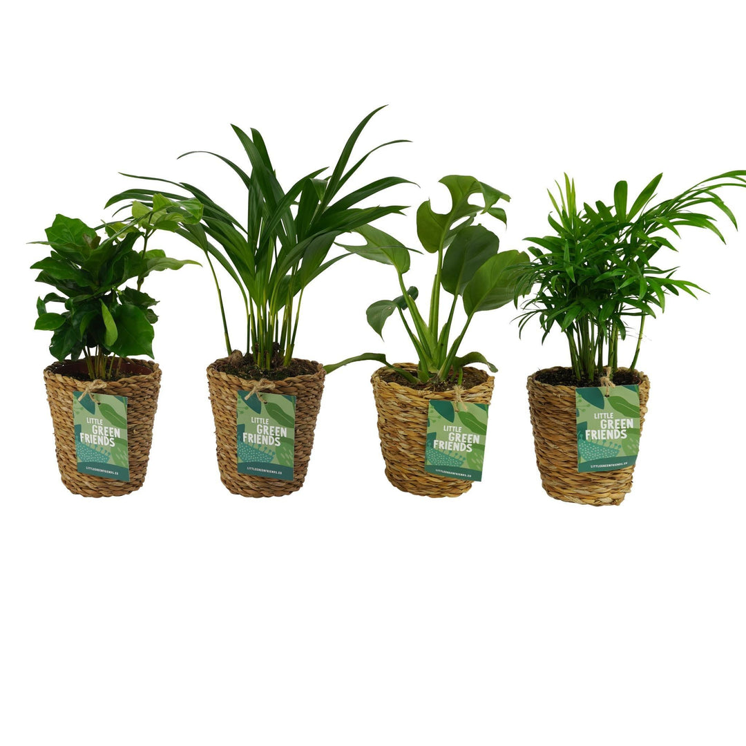 OUR FRIENDS | 4er Pflanzenpaket - Chamadorea Elegans, Coffea Arabica, , Monstera Deliciosa - 30 cm hoch - Kleine Kamerapflanze + Seegraskorb-Plant-Botanicly