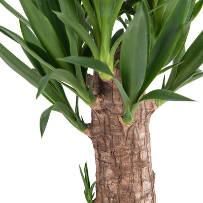 Palmlilie (Yucca elephantipes) - Nachhaltige Zimmerpflanzen kaufen Botanicly Foto 2