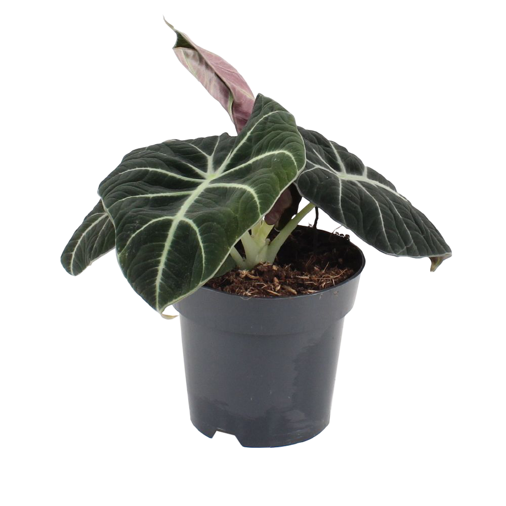 Pfeilblatt (Alocasia Black Velvet) - Nachhaltige Zimmerpflanzen kaufen Botanicly Foto 1