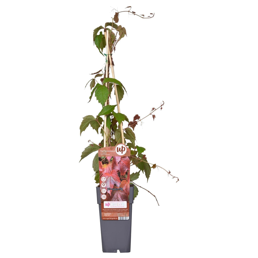 Parthenocissus tricuspidata 'Veitch Boskoop' - ↨65cm - Ø15-Plant-Botanicly
