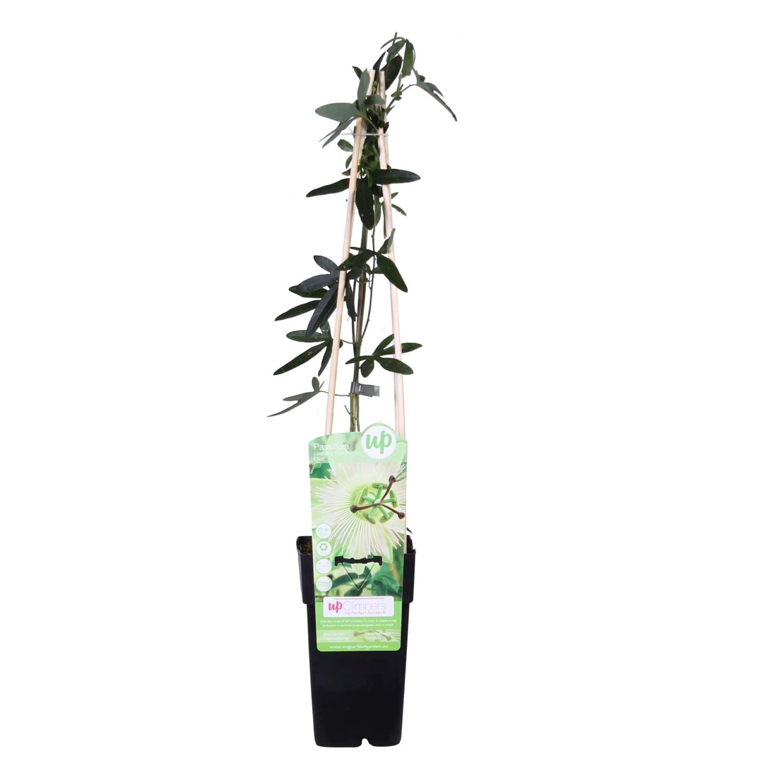 Passiflora caerulea 'Constance Elliot' - ↨65cm - Ø15-Plant-Botanicly