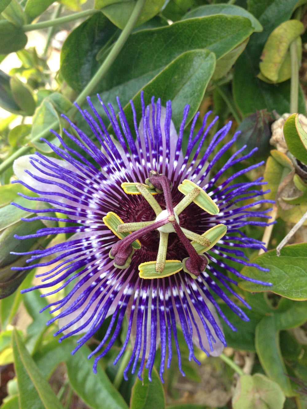 Passiflora 'Purple Haze' - ↨65cm - Ø15-Plant-Botanicly