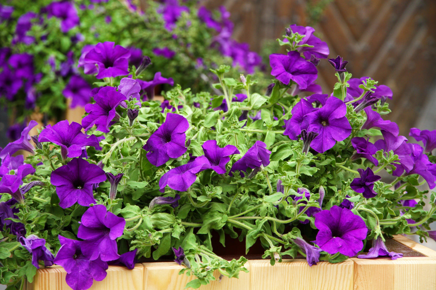 Petunie (Petunia Alpe Tunia Dark Purple Hybride) - Nachhaltige Zimmerpflanzen kaufen Botanicly Foto 2