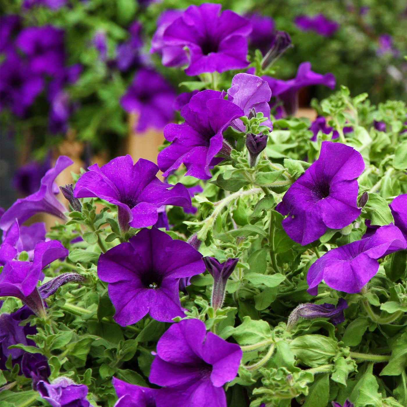 Petunie (Petunia Alpe Tunia Dark Purple Hybride) - Nachhaltige Zimmerpflanzen kaufen Botanicly Foto 3