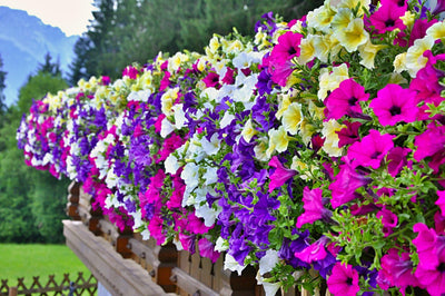 Petunie (Petunia Alpe Tunia Dark Purple Hybride) - Nachhaltige Zimmerpflanzen kaufen Botanicly Foto 4