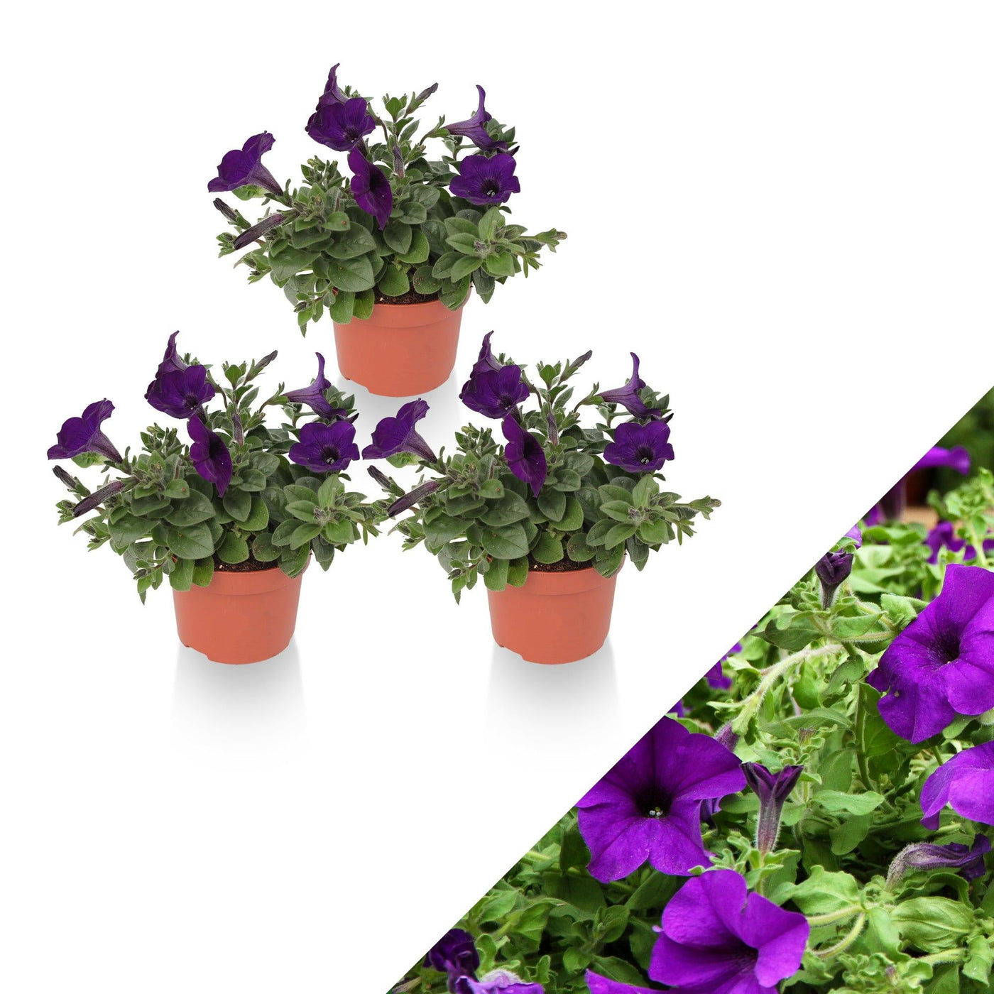 Petunie (Petunia Alpe Tunia Dark Purple Hybride) - Nachhaltige Zimmerpflanzen kaufen Botanicly Foto 1